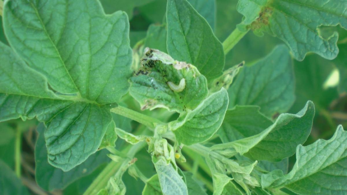 Heatwave hits gingelly crop