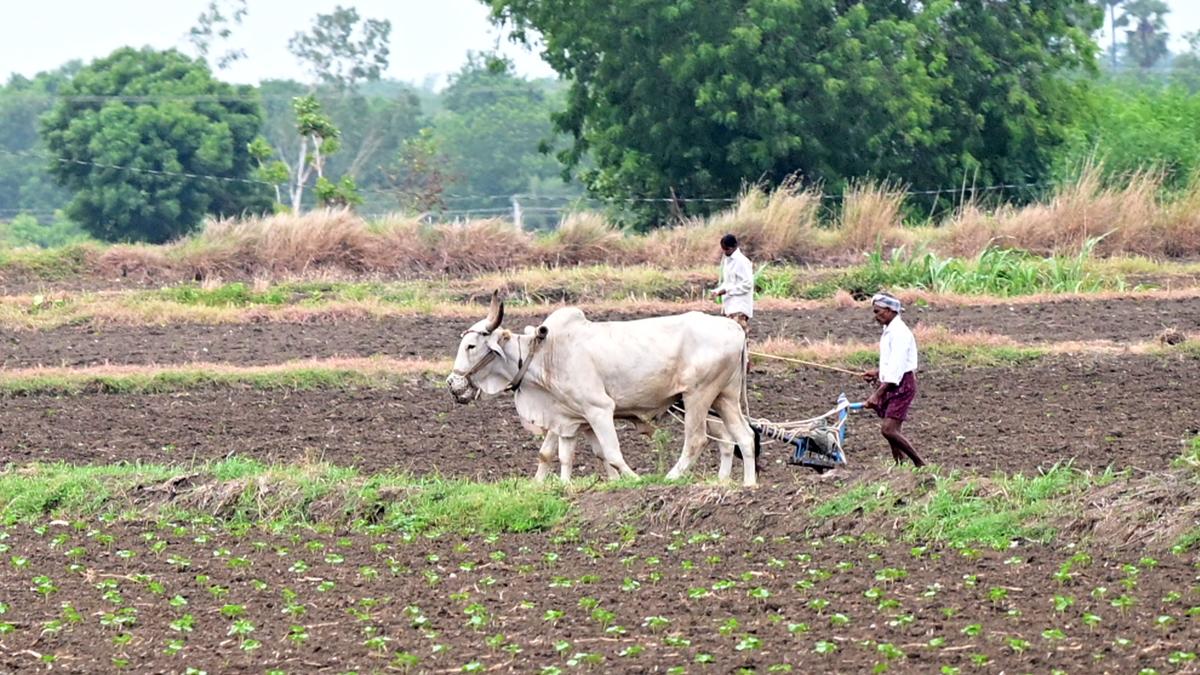 Deficit rainfall in June had little impact on agriculture activities in  Andhra's NTR district, sowing operations pick up pace - The Hindu