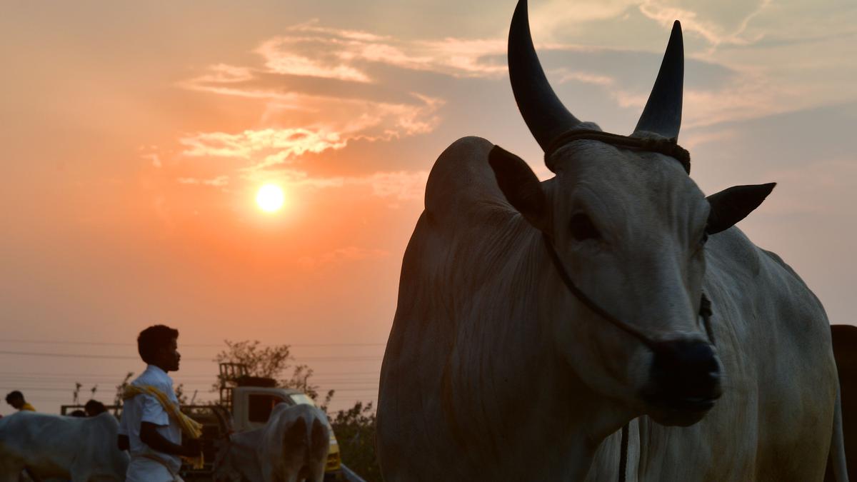 A day at the famed Kannapuram cattle fair near Kangeyam, a hub for pure-bred country cattle