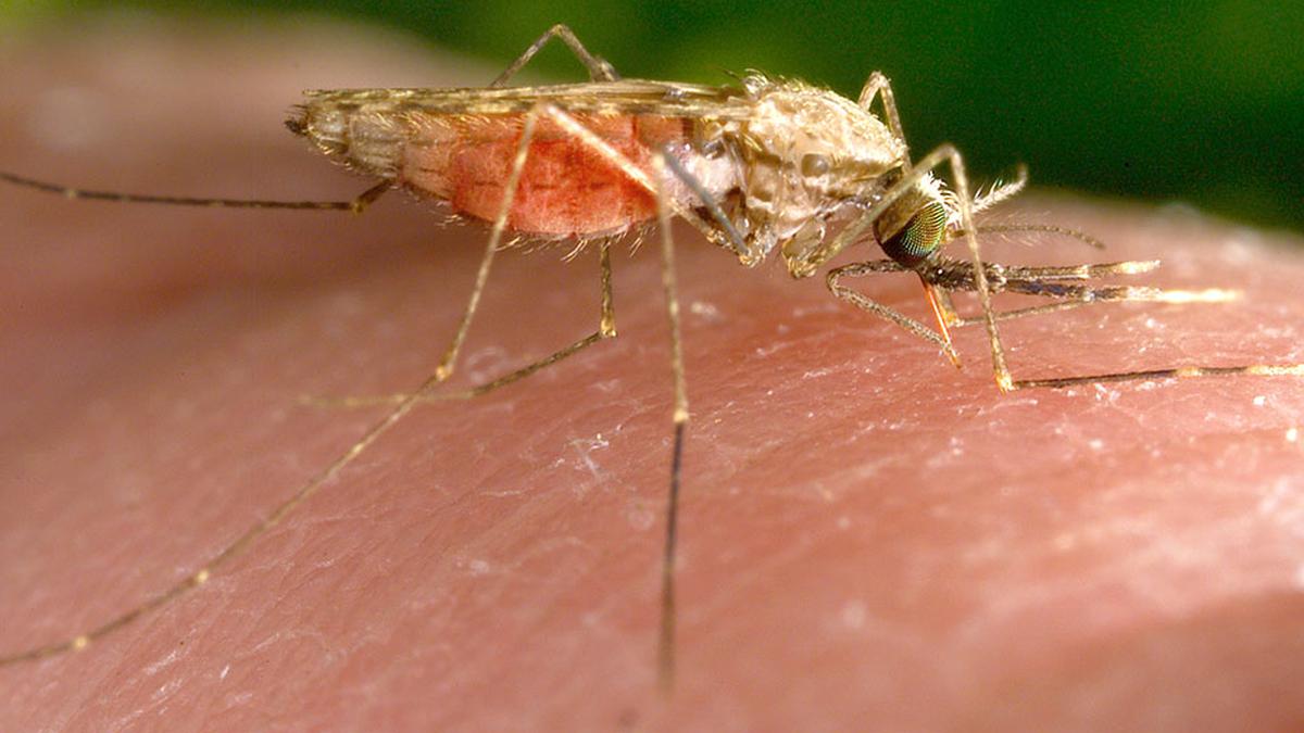 Understanding the challenges of malaria vaccination, as elimination becomes achievable