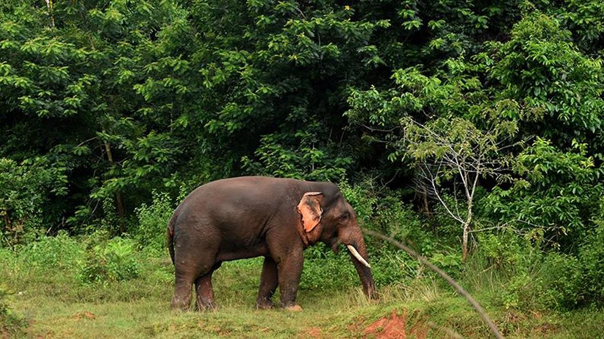 Human deaths in encounter with elephants in Odisha, a cause of concern, says WSO