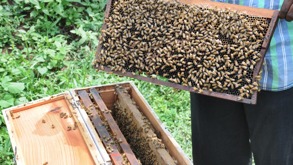 Meet held to promote beekeeping among women and senior citizens