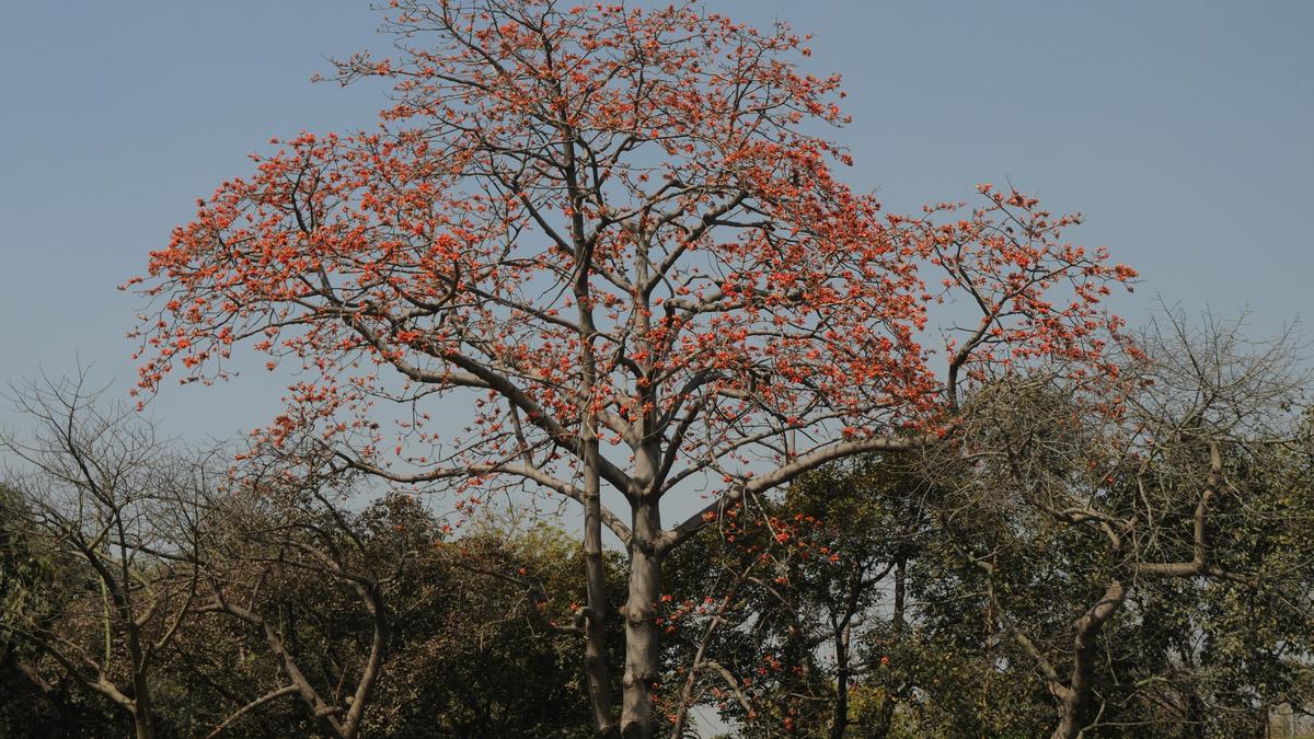 For Udaipur’s Holi, Rajasthan’s semal trees are going up in flames
Premium