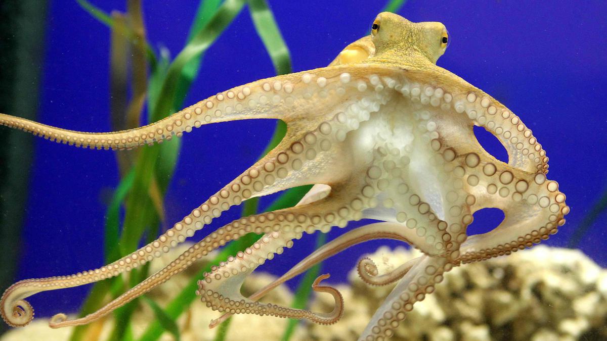 Octopuses' sleep found to have active and quiet phases, similar to human sleep