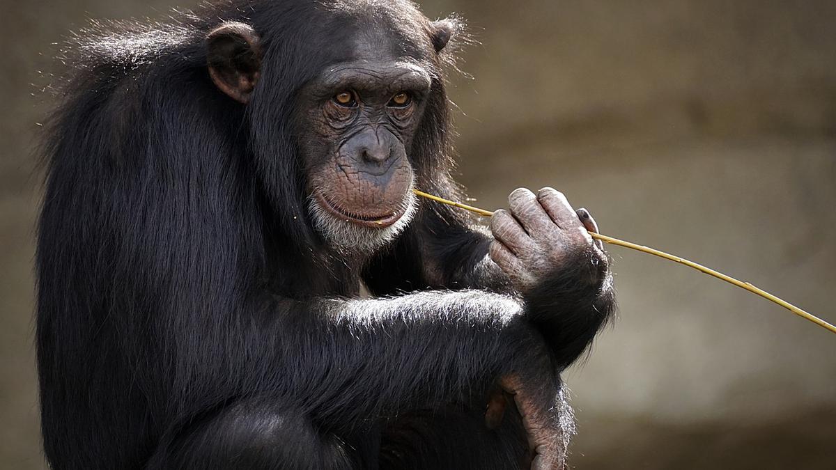 Pakistan hands over ‘Indian’ monkey to street performer