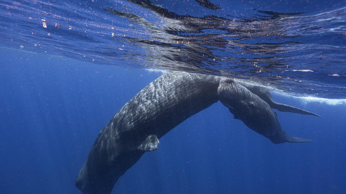 Scientists document remarkable sperm whale 'phonetic alphabet'