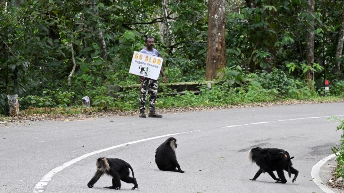 Lion-tailed macaques form large groups outside protected areas in Valparai plateau
