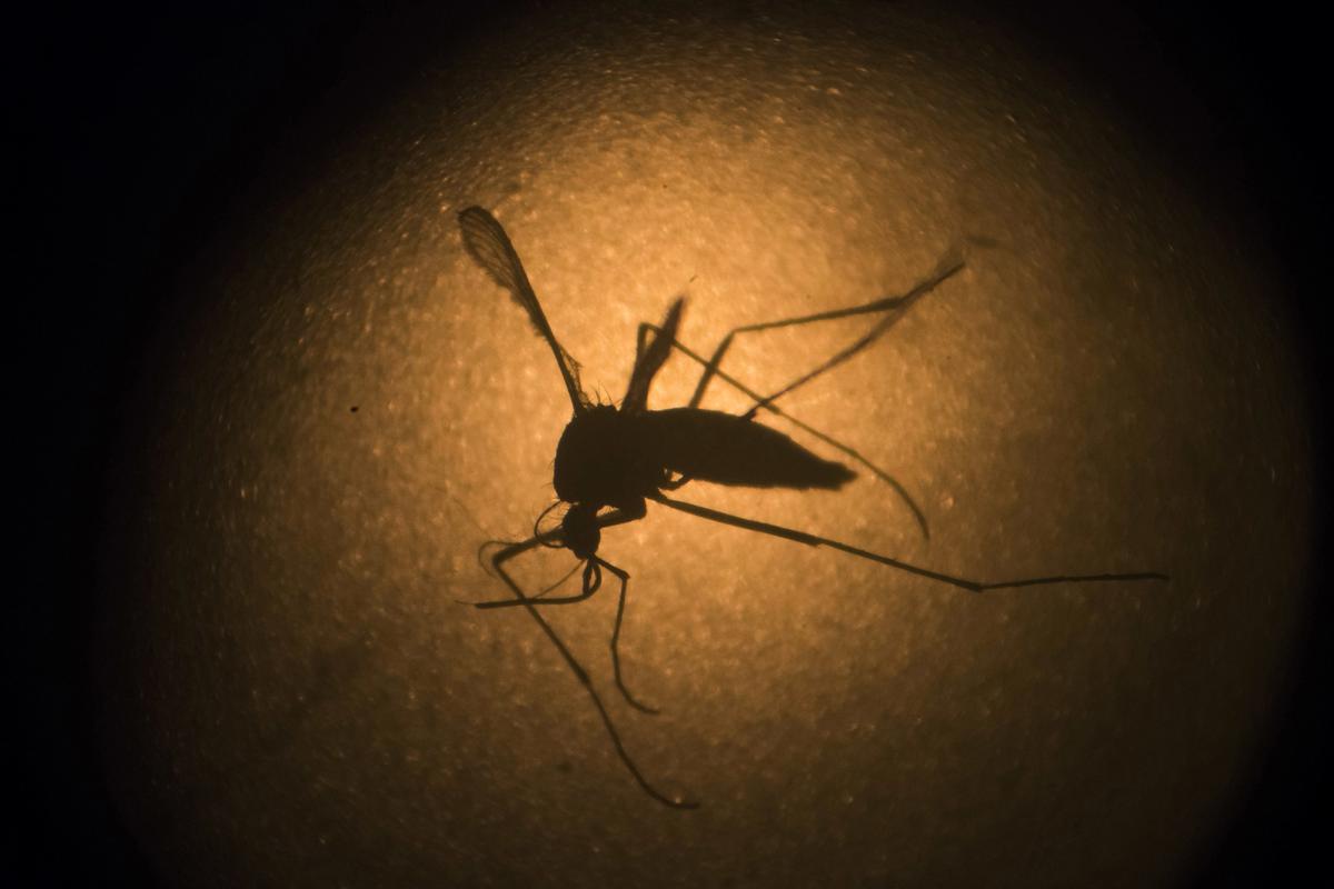 Sudanese officials say dengue fever outbreak kills 26