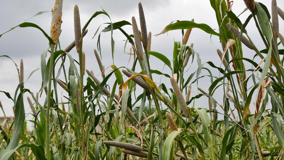 Poshan Pakwada with focus on millets begins