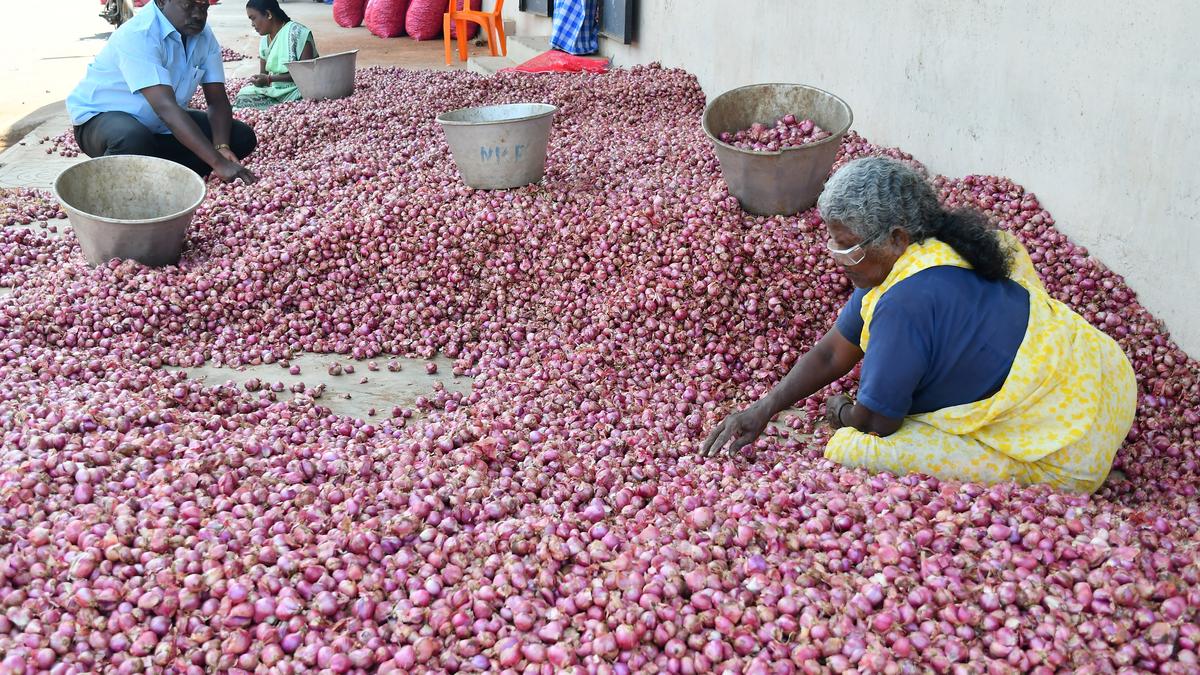 Fall of shallot price shocks farmers in wholesale market The Hindu