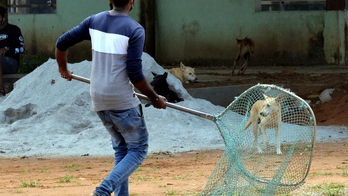 Preparations on for implementation of ABC programme in Ernakulam