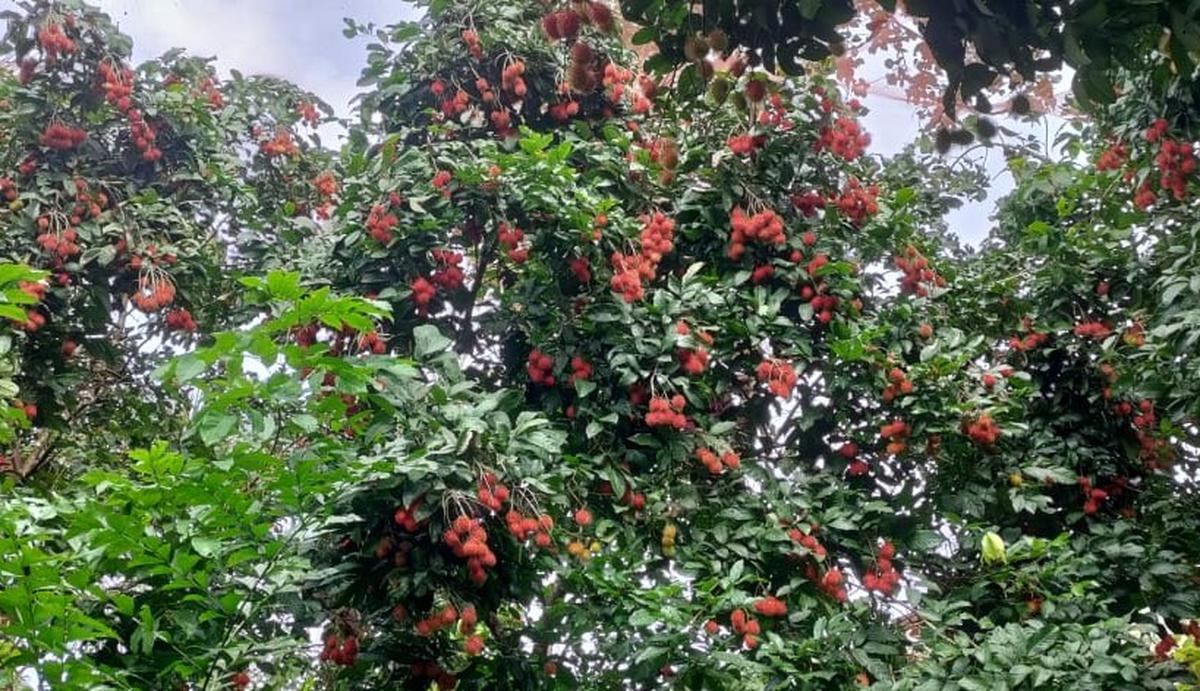 A view of the rambutan fruits in  a farm in Kerala.