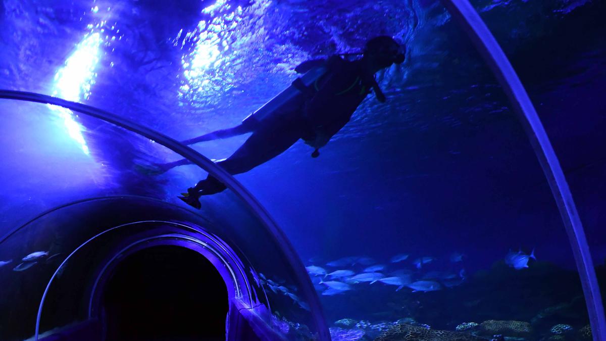 The Science Quiz | Underwater tunnels