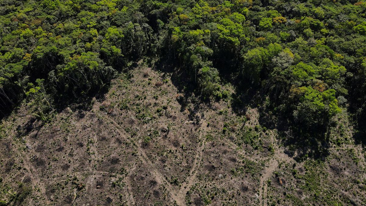 Zero deforestation in the Amazon is now possible