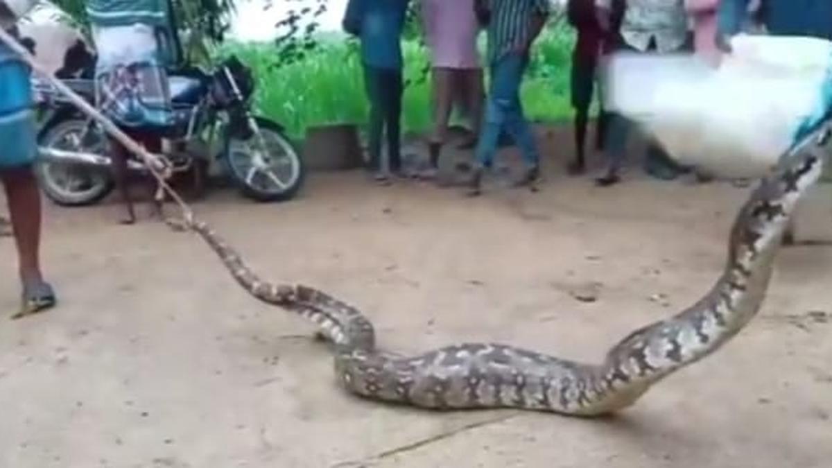 12-foot python rescued and handed over to forest officials in Kuppam ...