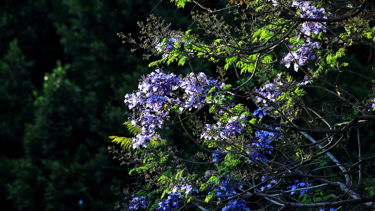 Early jacaranda bloom sparks debate about climate change in Mexicoca