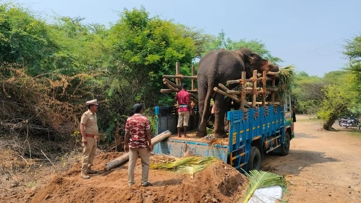As wild elephant Karuppan in Erode district continues to remain elusive, two kumkis brought in for its capture, return