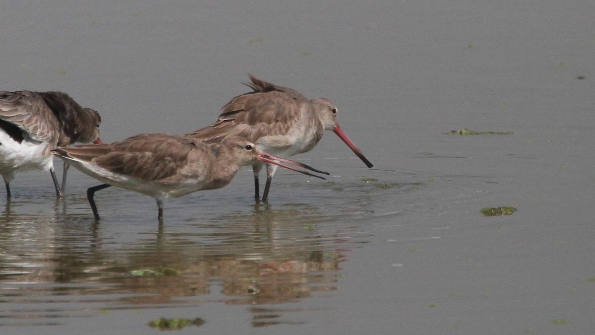 Black-tailed godwit