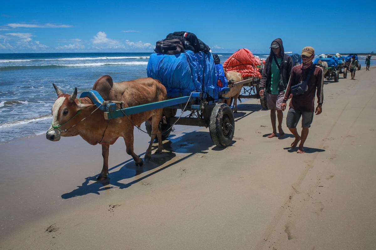 Ox carts carry election materials of the General Elections Commission (KPU) on the beach to deliver to remote polling stations as they use eighteen motorbikes and eight ox carts in Lampung, Indonesia, on February 11, 2024. Ox carts carry election materials of the General Elections Commission (KPU) on the beach to deliver to remote polling stations as they use eighteen motorbikes and eight ox carts in Lampung, Indonesia, on February 11, 2024.
