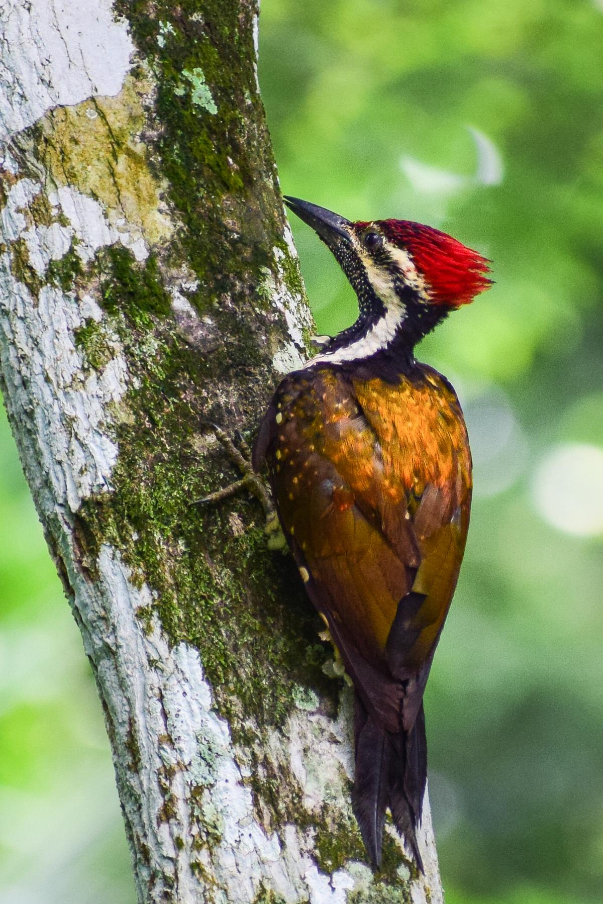 A black-rumped flameback (lesser golden backed woodpecker) clicked in Aluva