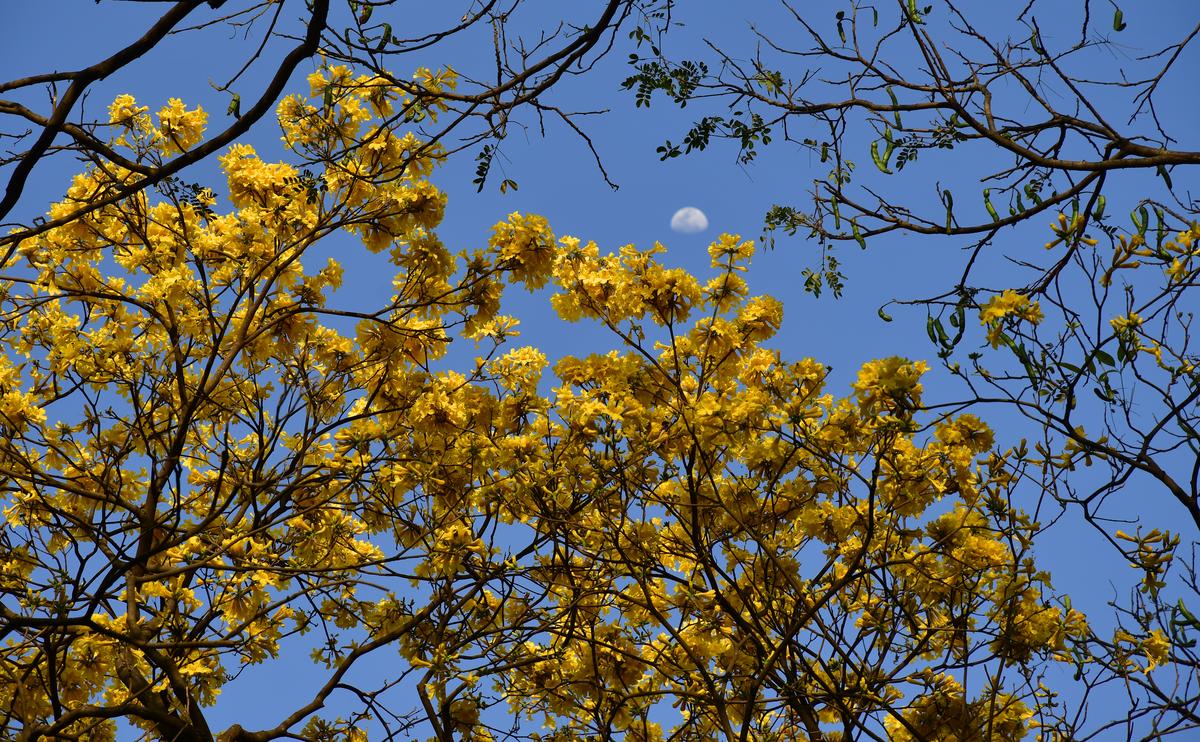 Tabebuia argentea Britt.