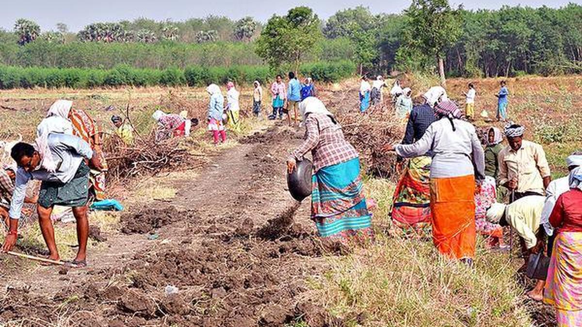 Economic Survey backs scrapping MGNREGS, cites structural flaws, strong rural economy