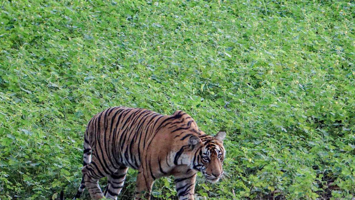 Man dies in tiger attack in Madhya Pradesh’s Seoni