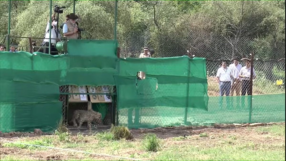 Cheetahs from Namibia get a new home in India