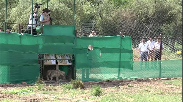 PM Modi releases Namibian cheetahs at Madhya Pradesh’s Kuno National Park