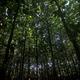 90092 4 9 2022 17 15 46 4 DENSE FOREST IN KANDHAMAL 4