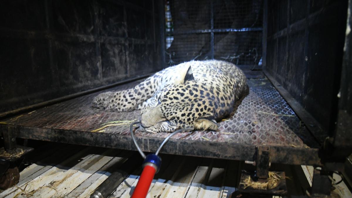 Another leopardess dies in the Nilgiris after getting trapped in snare