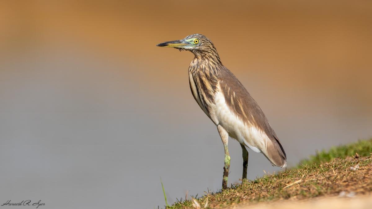Asian Waterbird Census in Kollam records 11,525 birds from 81 species