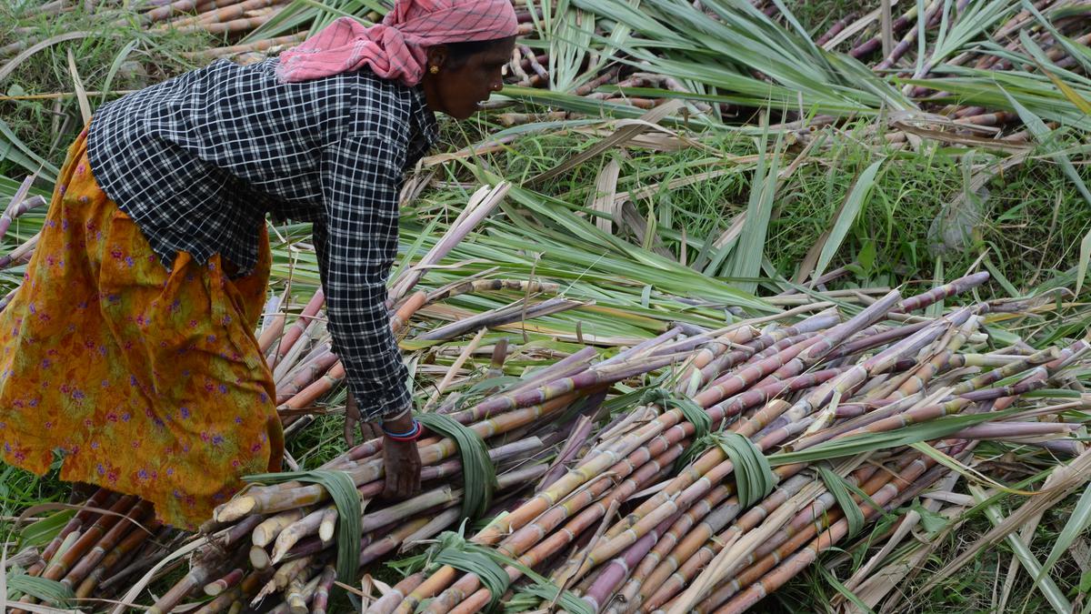 Sugar mills association signs agreement with research institute to develop new varieties, increase yield