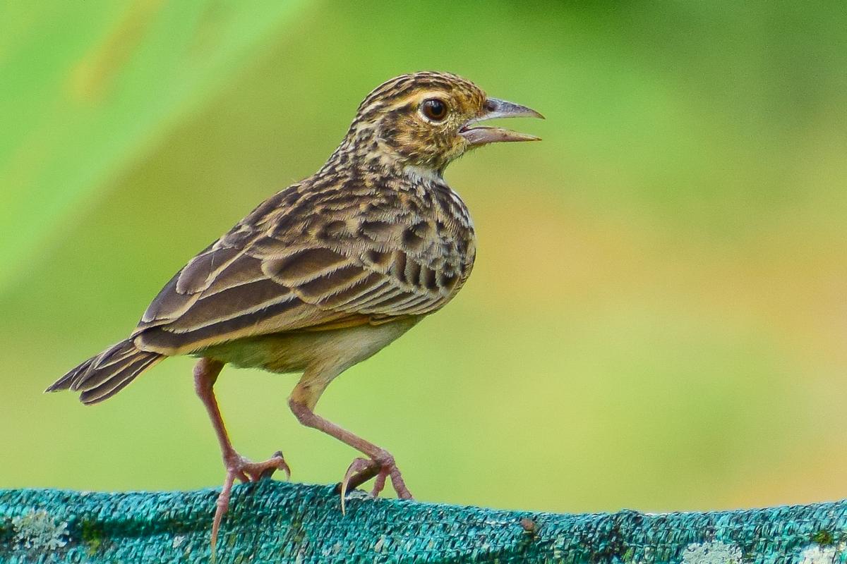 Jerdon's Bushlark, obyčejný pták nalezený v HMT Estate, Kalamassery 