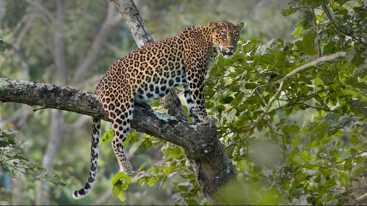 Minor girl killed in leopard attack in Gujarat’s Amreli; cages put up to trap feline