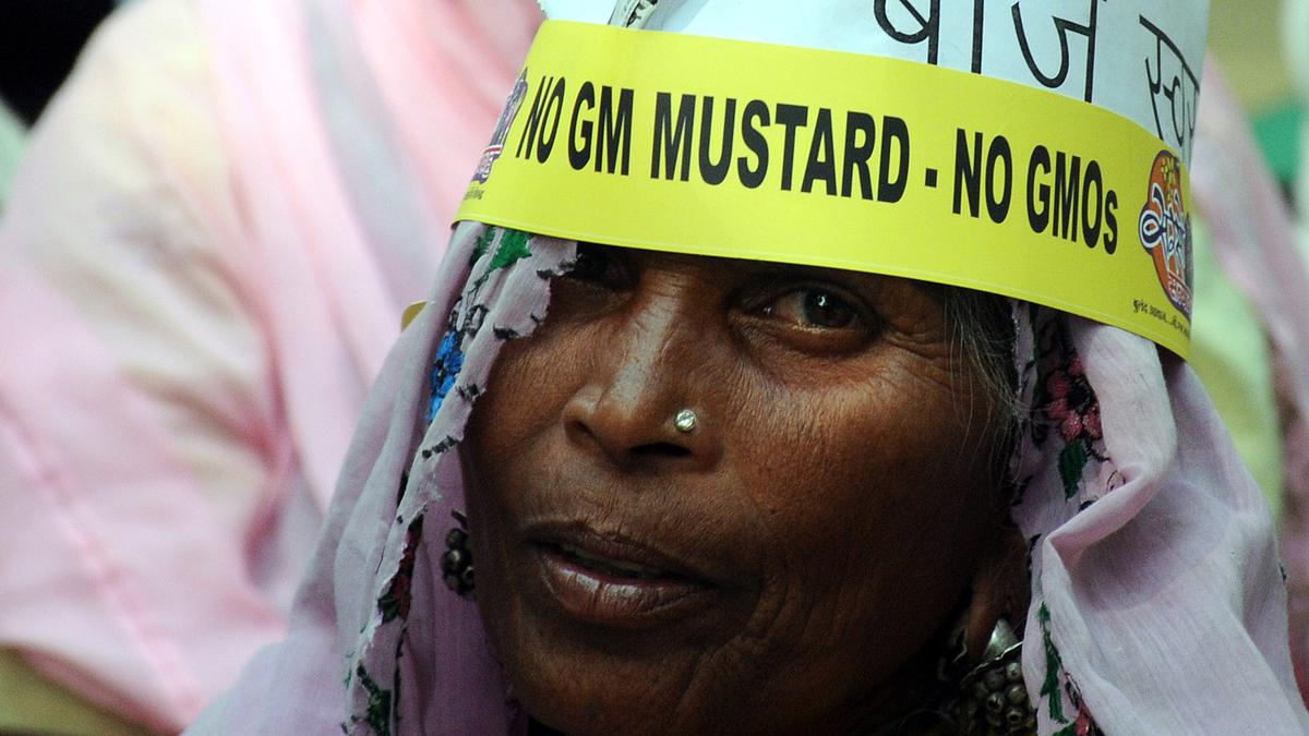 A push for GM mustard disregarding science, the law