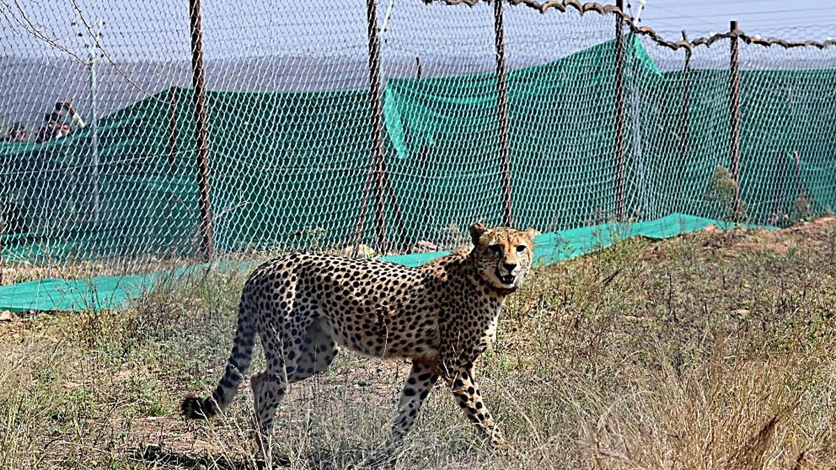 Cheetah Sasha dies due to kidney ailment in Madhya Pradesh's Kuno National Park