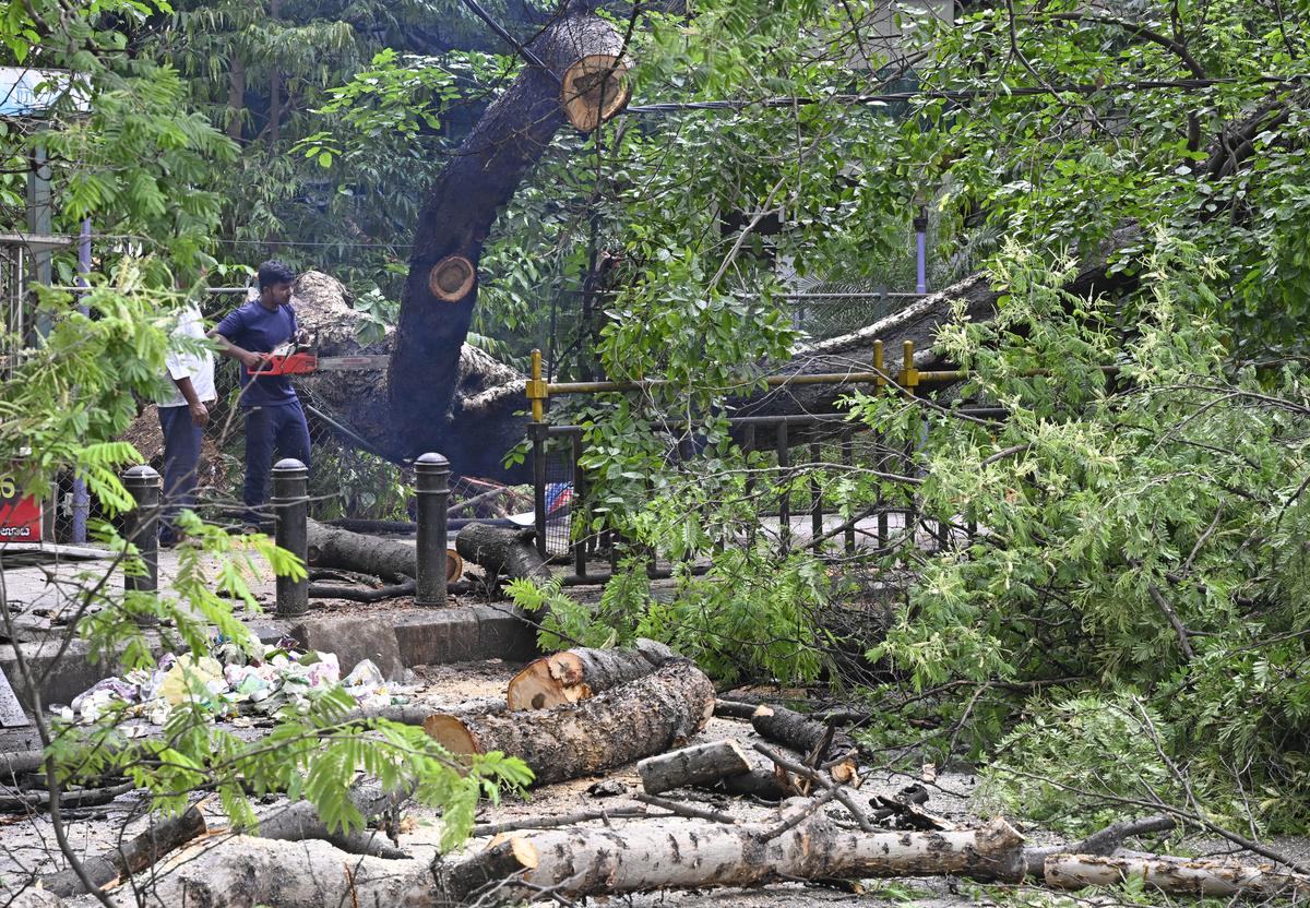 A tree that crashed following heavy rain being cleared by civic workers at Banashankari 2nd Stage in Bengaluru on May 19, 2025. A tree that crashed following heavy rain being cleared by civic workers at Banashankari 2nd Stage in Bengaluru on May 19, 2025.