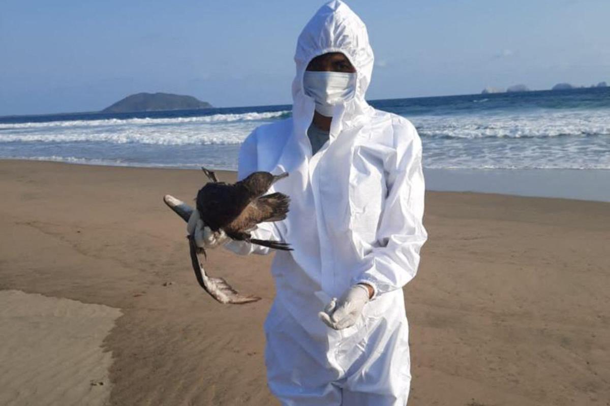 México dice que las muertes masivas de aves son probablemente causadas por el calentamiento de las aguas de El Niño