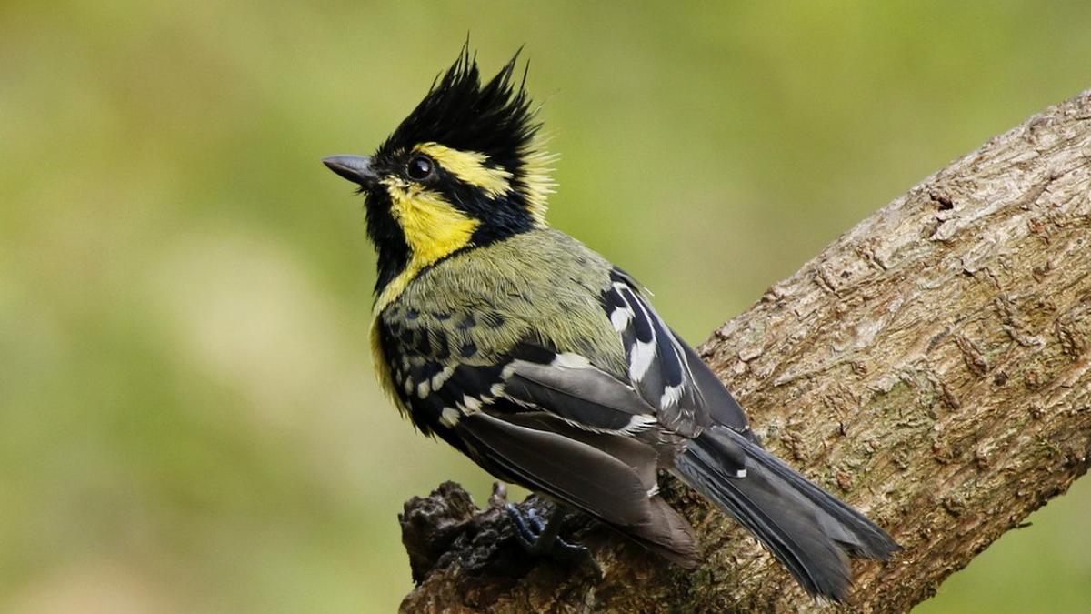 A day to celebrate the birds in Bengaluru