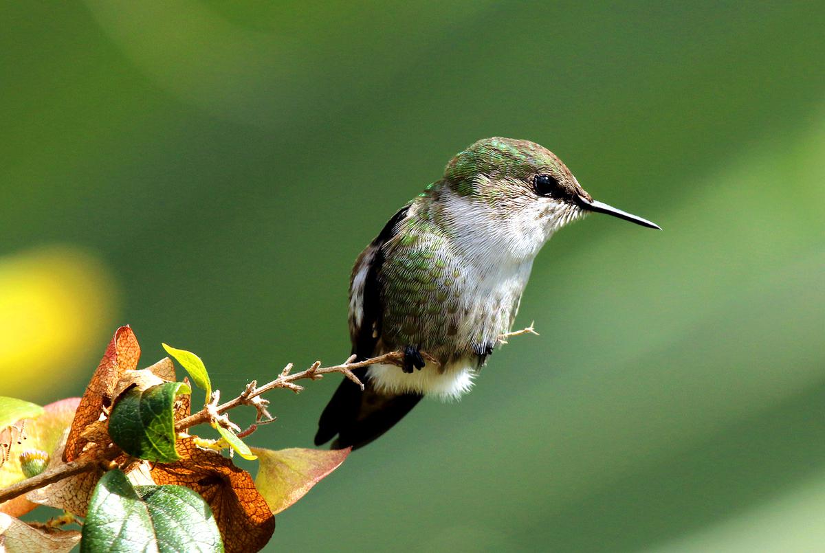 Aztec hummingbirds, Indian sunbirds - The Hindu