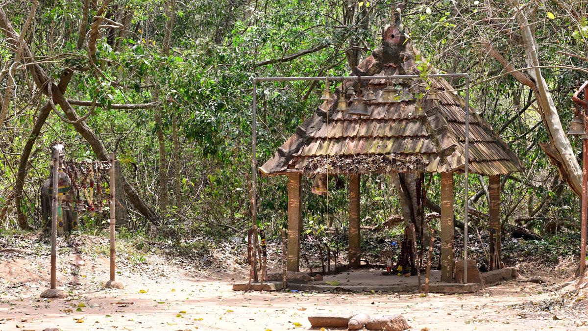 A sacred grove that is a storehouse of rare fauna and its strong bond with residents