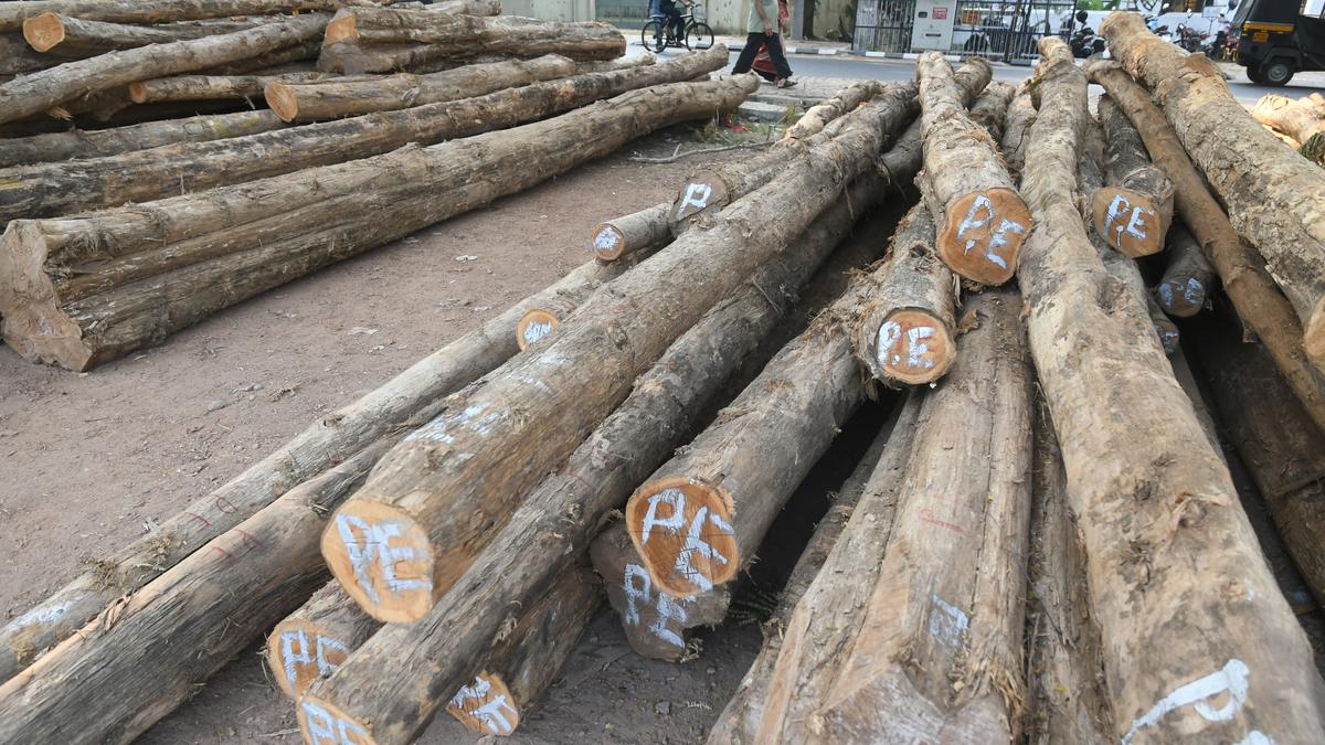 Teak logs for restoration of Chinese fishing nets arrive belatedly