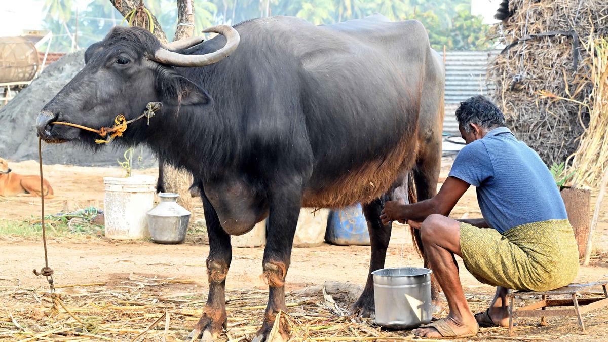 Extreme heat tests India's record milk production