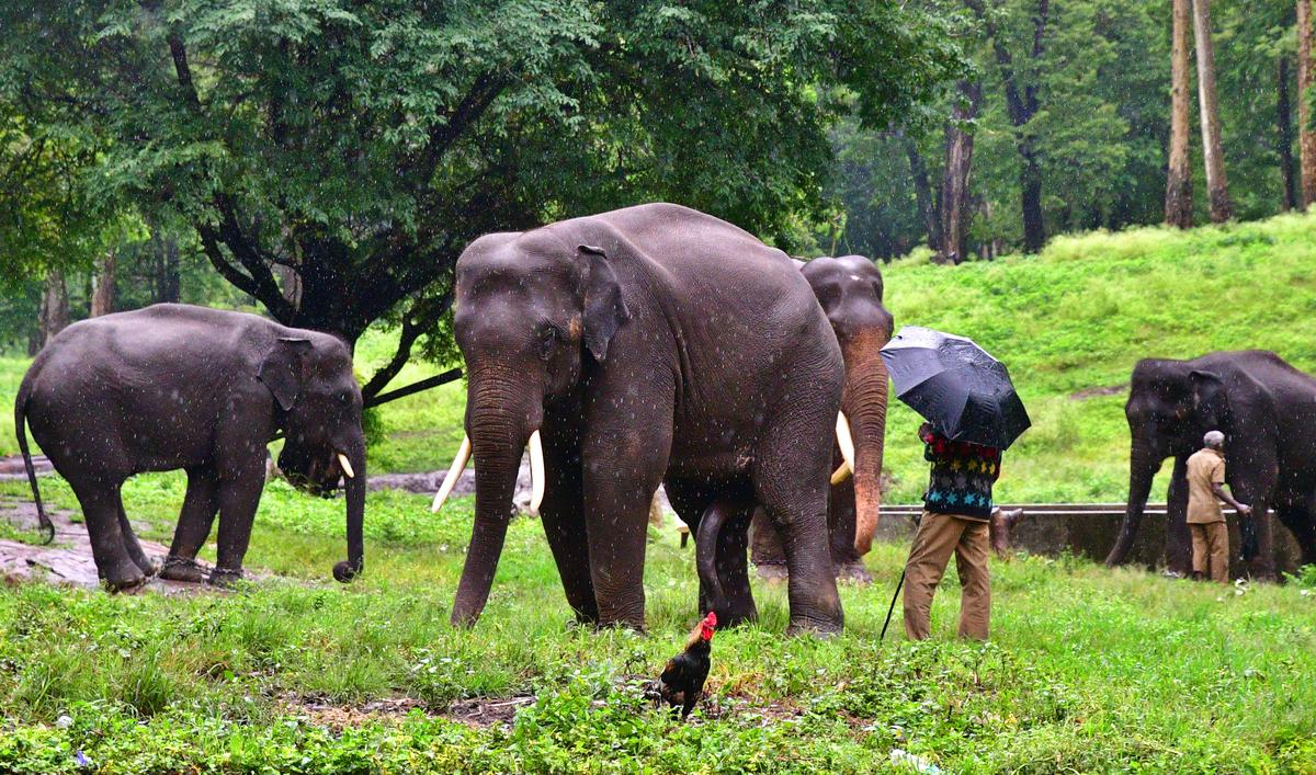 T.N. mahouts and cavadies to train at Thailand’s elephant conservation centre