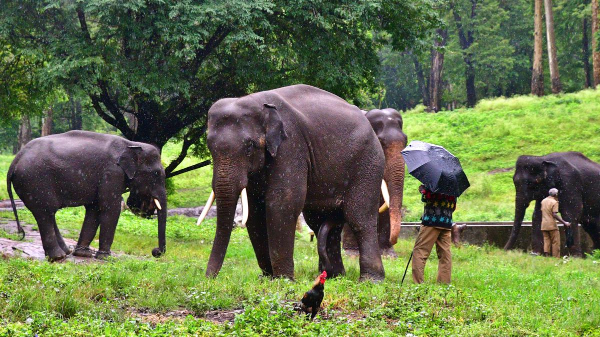 T.N. mahouts and cavadies to train at Thailand’s elephant conservation centre