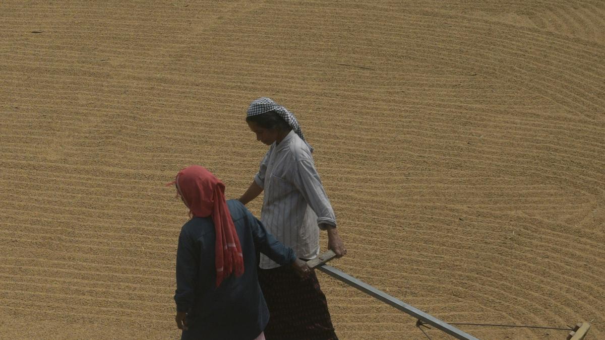 Export ban on non-basmati white rice removed