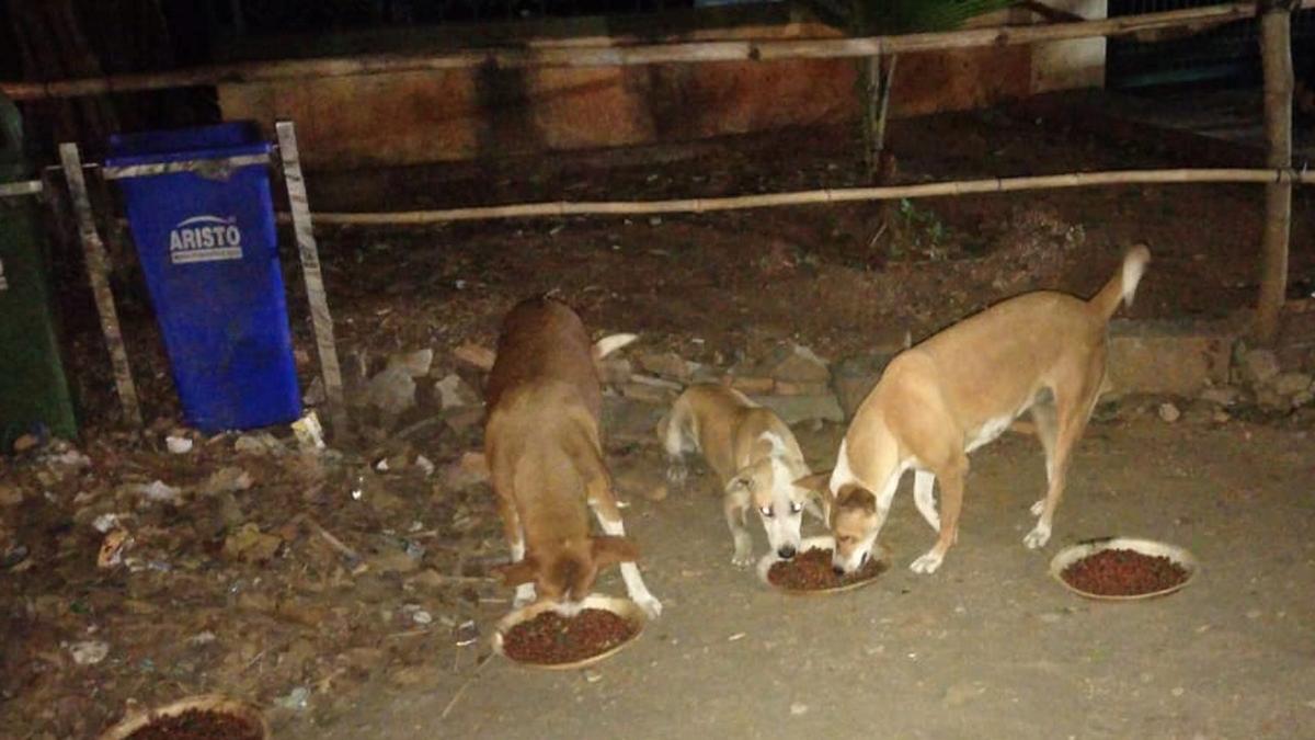 Row over feeding stray animals: Mysuru varsity Registrar transferred