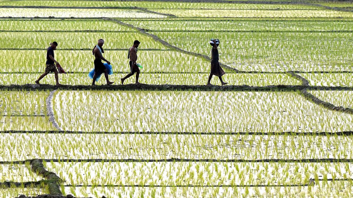 Economic Survey points to decrease in agricultural growth in 2025-26