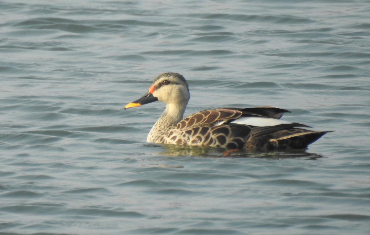 Indian spot-billed duck